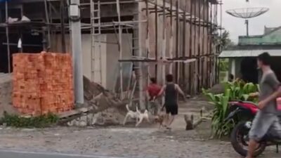 Warga Desa Pulo Geto Kepahiang Heboh dengan Kemunculan Babi Liar Warga Desa Pulo Geto Kepahiang Heboh dengan Kemunculan Babi Liar