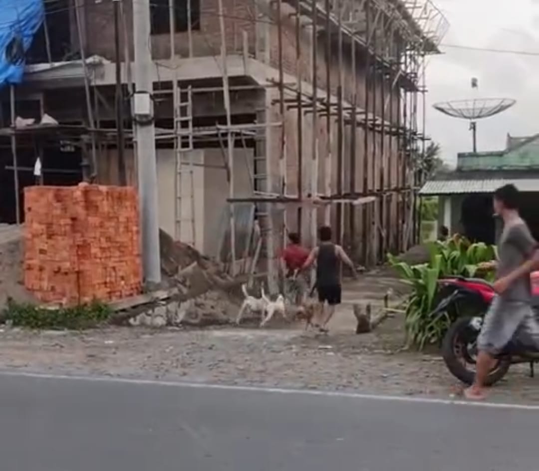 Warga Desa Pulo Geto Kepahiang Heboh dengan Kemunculan Babi Liar