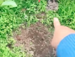 Heboh, Pengunjung Temukan Tumpukan Pakaian Dalam di Kebun Teh Kabawetan!