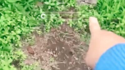 Heboh, Pengunjung Temukan Tumpukan Pakaian Dalam di Kebun Teh Kabawetan! Heboh, Pengunjung Temukan Tumpukan Pakaian Dalam di Kebun Teh Kabawetan!