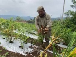 Tak Ada Pendampingan, Petani Jahe Kepahiang Panen Prematur, Harga Anjlok Petani Merugi
