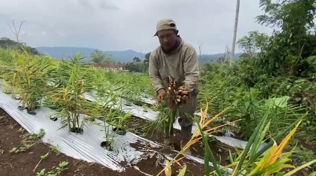 Tak Ada Pendampingan, Petani Jahe Kepahiang Panen Prematur, Harga Anjlok Petani Merugi Tak Ada Pendampingan, Petani Jahe Kepahiang Panen Prematur, Harga Anjlok Petani Merugi