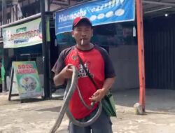 Bukan Panji Penakluk Ular, Warga Tebat Monok Hebohkan Kepahiang Saat Memamerkan King Cobra di Pusat Kota