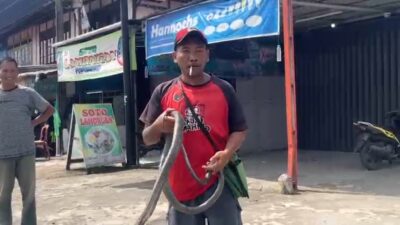 Bukan Panji Penakluk Ular, Warga Tebat Monok Hebohkan Kepahiang Saat Memamerkan King Cobra di Pusat Kota
