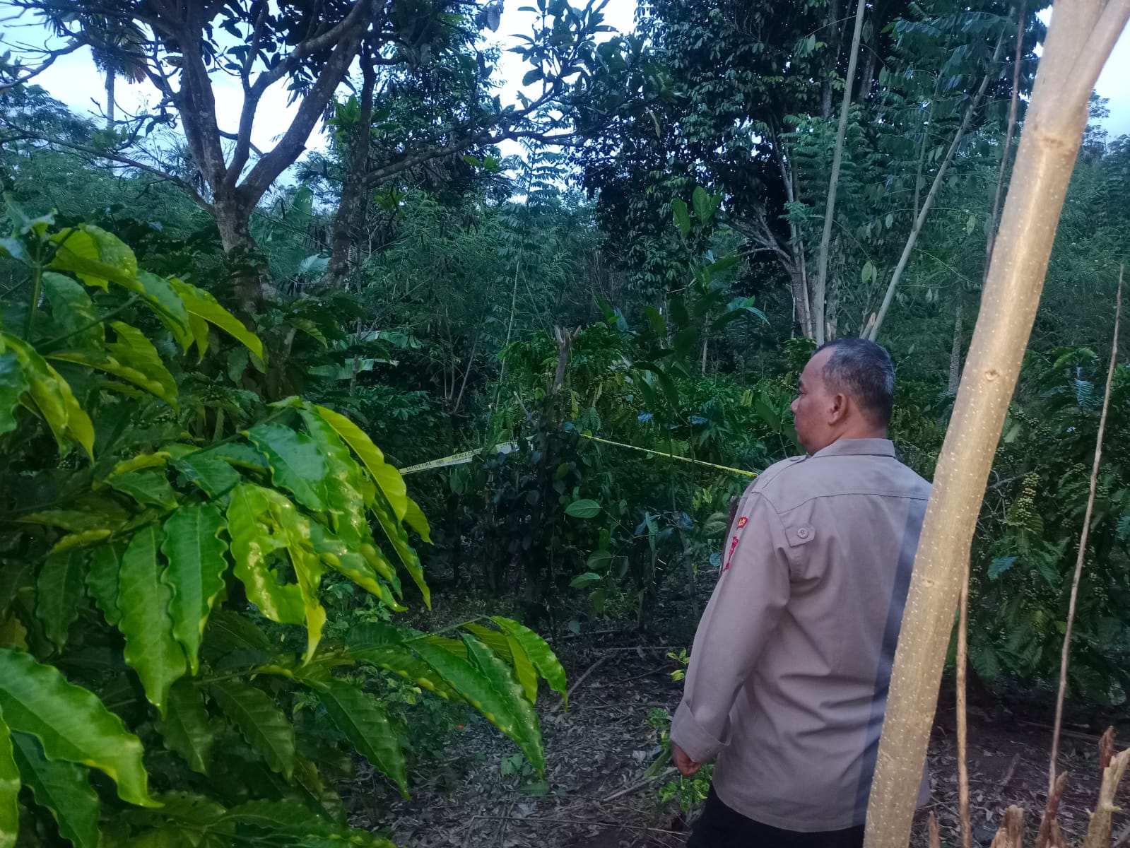 Hebohkan Desa Muara Langkap, Bendahara Puskesmas A-R Tewas Tergantung di Pohon Mangga