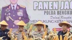Panen Raya 5 Hektar Jagung, Polda Bengkulu Serahkan Bantuan Sosial