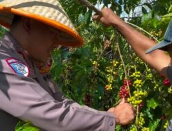 Dekat dengan Petani, Kapolres Kepahiang Blusukan Ikut Memanen Kopi Di Kebun Warga Dekat dengan Petani, Kapolres Kepahiang Blusukan Ikut Memanen Kopi Di Kebun Warga