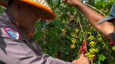 Dekat dengan Petani, Kapolres Kepahiang Blusukan Ikut Memanen Kopi Di Kebun Warga