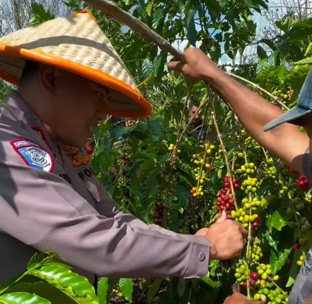Dekat dengan Petani, Kapolres Kepahiang Blusukan Ikut Memanen Kopi Di Kebun Warga Dekat dengan Petani, Kapolres Kepahiang Blusukan Ikut Memanen Kopi Di Kebun Warga