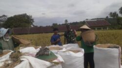 Wujudkan Ketahanan Pangan, Babinsa Kodim 0409/RL Dampingi Petani Beri Info Harga Gabah Terbaru