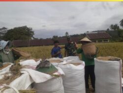 Wujudkan Ketahanan Pangan, Babinsa Kodim 0409/RL Dampingi Petani Beri Info Harga Gabah Terbaru