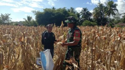 Peran Aktif TNI Dukung Swasembada Pangan, Desa Penanjung Panjang Sukses Panen Raya dan Tanam Ulang