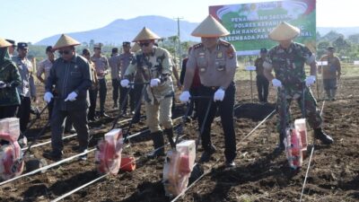 Dukung Swasembada Pangan Nasional, Kodim 0409/Rejang Lebong Ambil Peran Aktif dalam Penanaman Jagung di Kepahiang