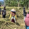 Tak Canggung Turun ke Kebun, 11 Mahasiswa KKN UPP Rejang Lebong Bikin Warga Air Hitam Senang