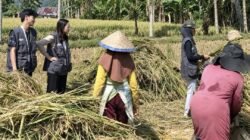 Tak Canggung Turun ke Kebun, 11 Mahasiswa KKN UPP Rejang Lebong Bikin Warga Air Hitam Senang Tak Canggung Turun ke Kebun, 11 Mahasiswa KKN UPP Rejang Lebong Bikin Warga Air Hitam Senang