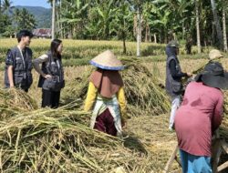 Tak Canggung Turun ke Kebun, 11 Mahasiswa KKN UPP Rejang Lebong Bikin Warga Air Hitam Senang