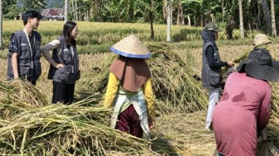 Tak Canggung Turun ke Kebun, 11 Mahasiswa KKN UPP Rejang Lebong Bikin Warga Air Hitam Senang